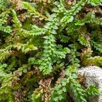 Selaginella denticulata পাতা