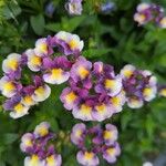 Nemesia strumosa Blüte