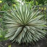 Agave vivipara Leaf