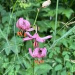 Lilium martagonFlor