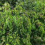 Prunus serotina 整株植物