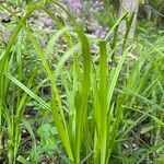 Carex grisea Foglia