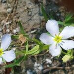 Sabatia campestris Flower