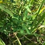 Cytisus nigricans Leaf