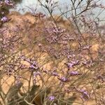 Limonium vulgare Flower