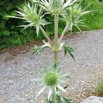 Eryngium bourgatii ᱵᱟᱦᱟ