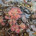 Drosera spatulata 花