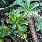 Potentilla reptans Hoja