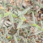 Heliotropium bacciferum Hoja