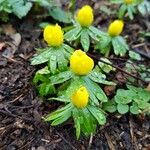 Eranthis hyemalisBlodyn