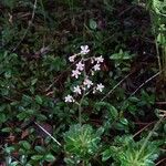 Saxifraga umbrosaപുഷ്പം