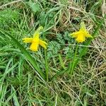 Narcissus assoanus Habit