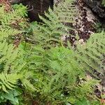 Athyrium filix-femina Blad