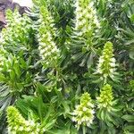 Echium decaisnei Květ