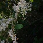 Ligustrum sinense Flower