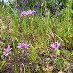 Allium unifolium Habitat