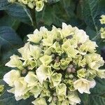 Hydrangea macrophyllaŽiedas