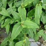 Persicaria amplexicaulis Leaf