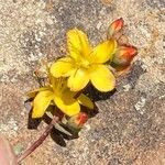 Hypericum linarioides Blomst