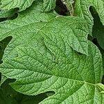 Hydrangea quercifolia Leht