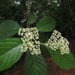 Callicarpa acuminata List