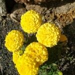 Tagetes erecta Flower