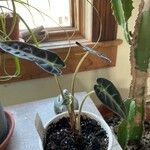 Alocasia sanderiana Blad