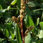 Rumex roseus Blüte