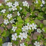 Bacopa repens 花