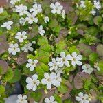 Bacopa repens Cvet