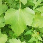 Xanthium strumarium Leaf