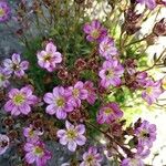 Saxifraga rosacea Кветка