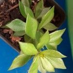 Pereskiopsis diguetii Hoja