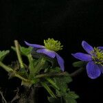 Anemonastrum obtusilobum موطن