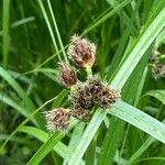 Bolboschoenus laticarpus Blüte