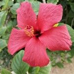 Hibiscus rosa-sinensis Kwiat