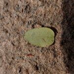 Dalbergia afzeliana Hoja