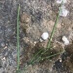 Sisymbrium orientale Fruit