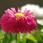 Bellis perennis 花