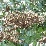 Julbernardia paniculata Flor