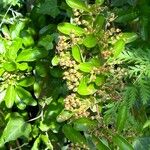 Pyracantha koidzumii Fruit