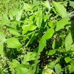 Lactuca biennis Habit