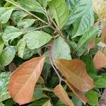 Psidium friedrichsthalianum Leaf