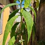 Buddleja globosa Leaf