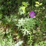 Geranium sanguineum Buveinė