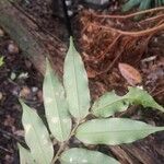 Xylopia pulcherrima 葉