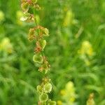 Rumex arifolius Flower