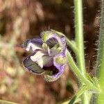 Delphinium staphisagria Blüte