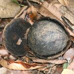 Couroupita guianensis फल