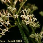 Ceballosia fruticosa Mbuma